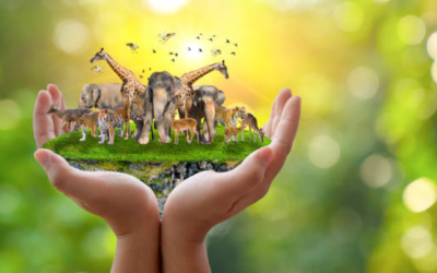 Állatok világnapja az Erzsébet telepen!🐴🐐🍎🥕